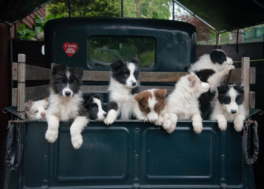 For homes border new collies loving looking Home